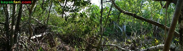 Overgrown mangrove jungle at the Liquor Still site ten thousand islands
