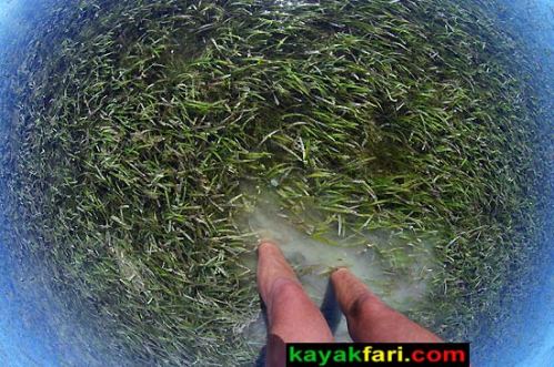 First National Bank kayakfari Florida Bay kayak Everglades Flex Maslan mud flats low tide