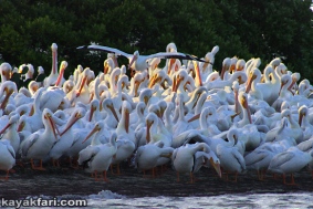 Flex Maslan Florida Bay Everglades white pelicans kayakfari photography Kayak wildlife artist winter birding