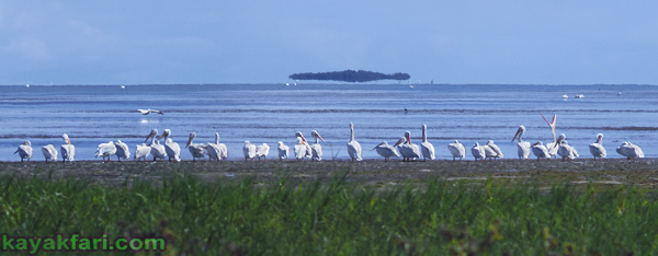 Flex Maslan Florida Bay Everglades white pelicans kayakfari photography Kayak wildlife artist winter birding
