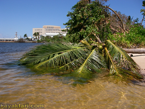 flex maslan kayakfari Whiskey Creek Dania Irma hurricane kayak beach conch damage impact erosion storm surge