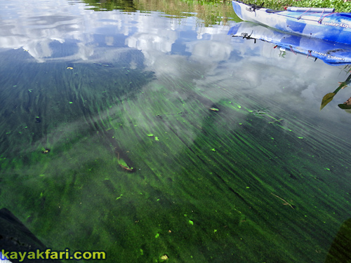 flex maslan kayakfari lake okeechobee kayak fisheating everglades paddle green algae pollution