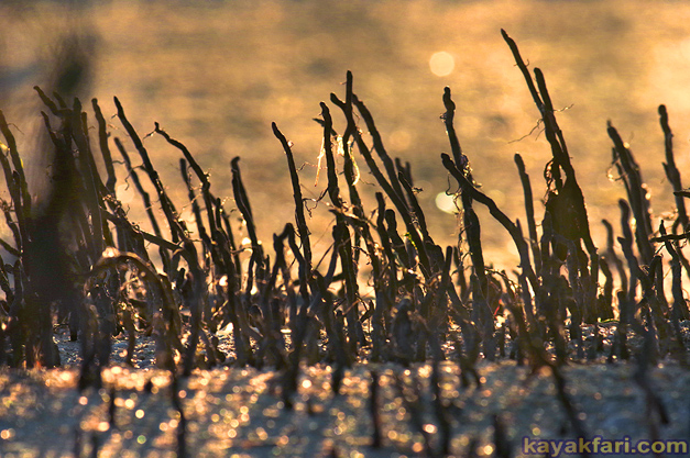 Flex Maslan kayakfari Everglades Art Roots paddling Photography mangrove