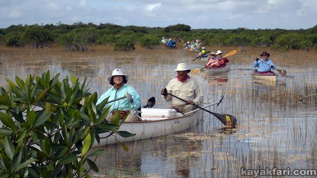 kayakfari Craighead Nine Mile Pond kayak everglades paddle slough mangrove invitational platform mangrove trail canoe
