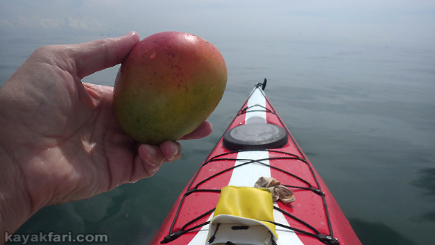 flex maslan kayakfari kayak paddle everglades ft lauderdale photography port everglades mango summer heat